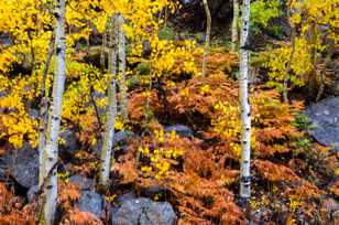 Forest scene-5111.jpg